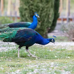 https://canovae-tuscany-farmhouse.it-tuscanyhotel.com
